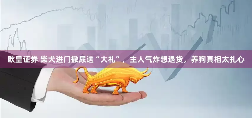 欧皇证券 柴犬进门撒尿送“大礼”，主人气炸想退货，养狗真相太扎心